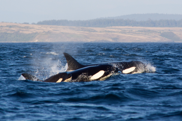 Save the orcas, but save the planet, too