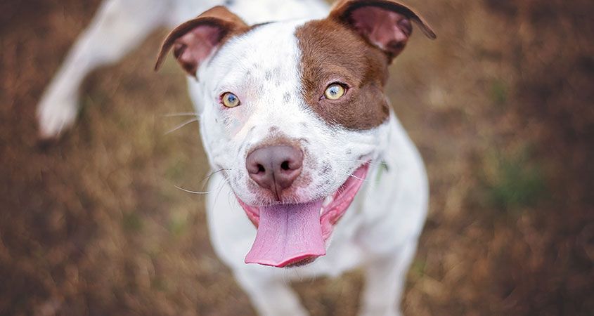The city’s stance on pit bulls puts fear ahead of science