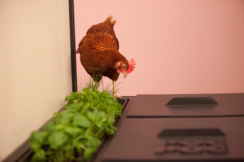 DIY urban farming gets a boost with the modern chicken coop