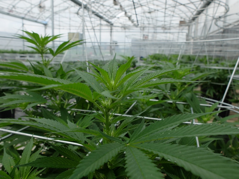 Quebec emerges two-faced on marijuana legalization