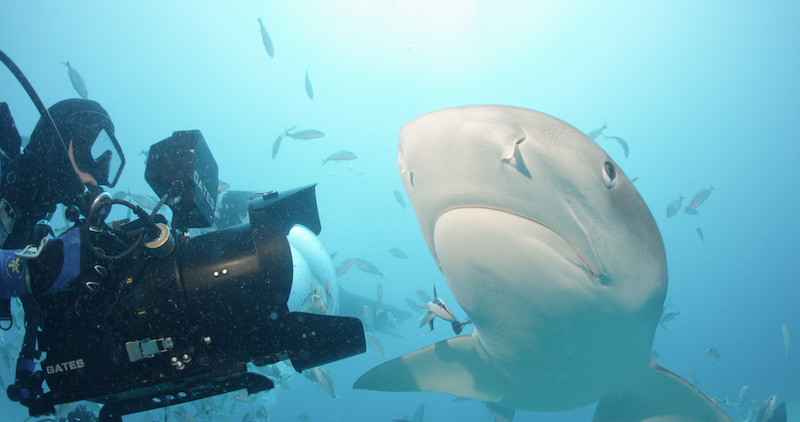 Sharkwater Extinction depicts beauty and tragedy