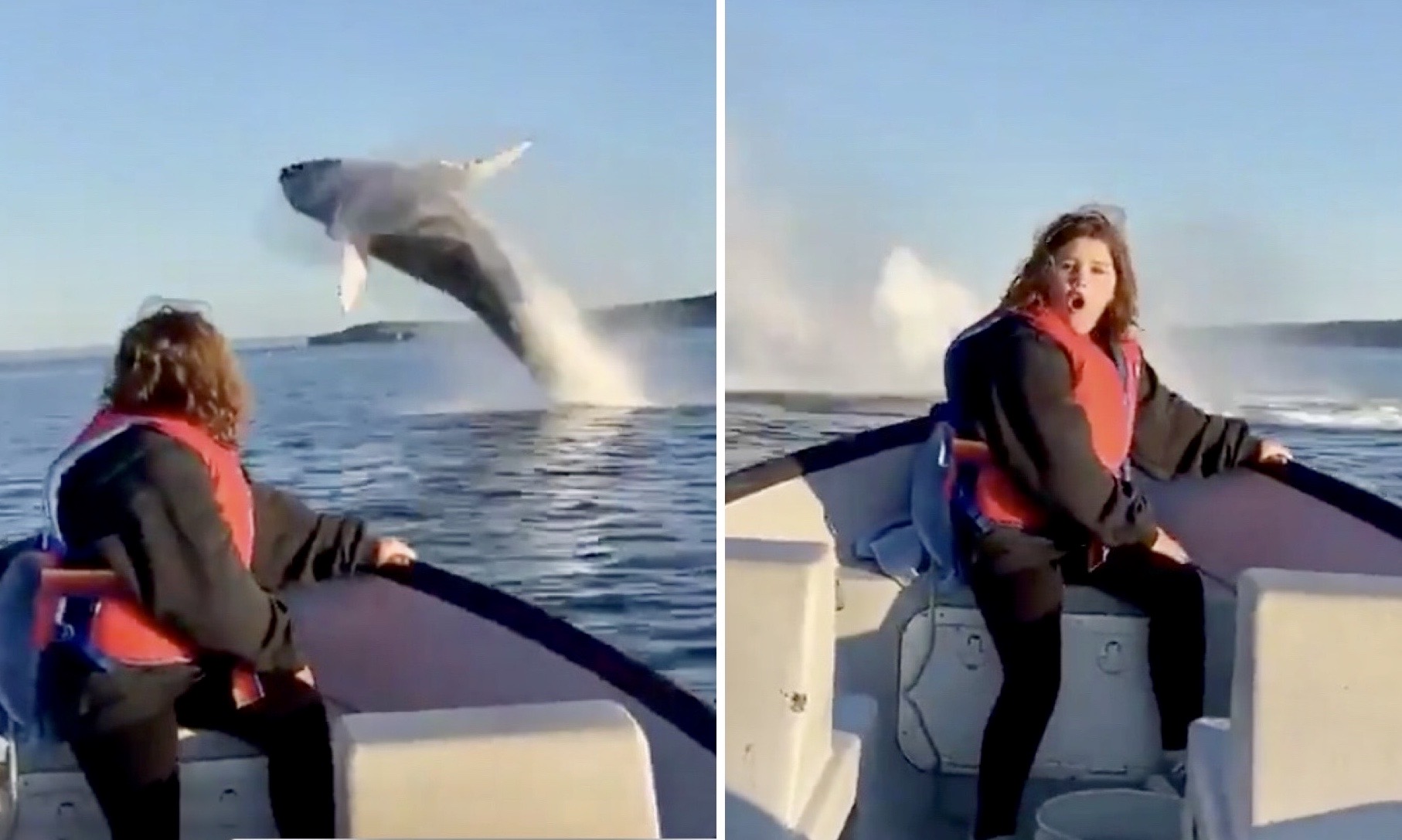 VIDEO: Incredible footage of humpback whales jumping in Newfoundland