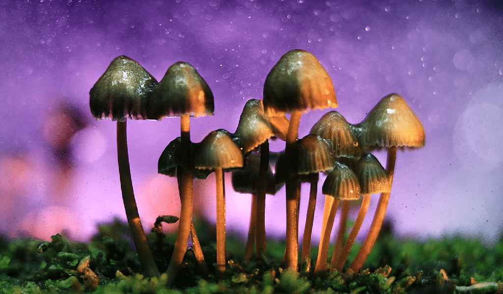 online cannabis mushrooms