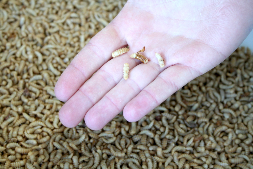 Edible insects, insect farming and big bug dreams tricycle