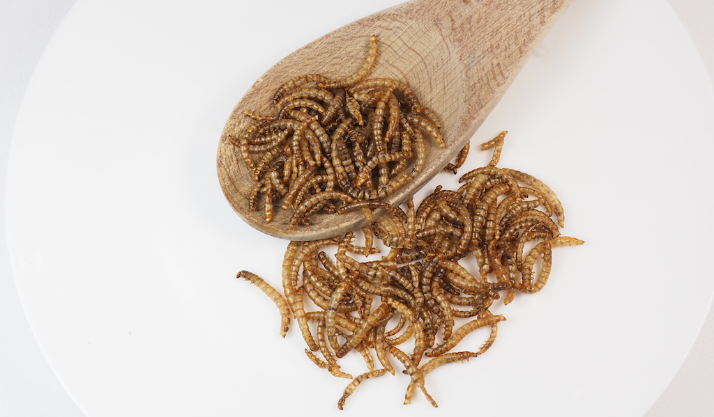 edible insects insect farming