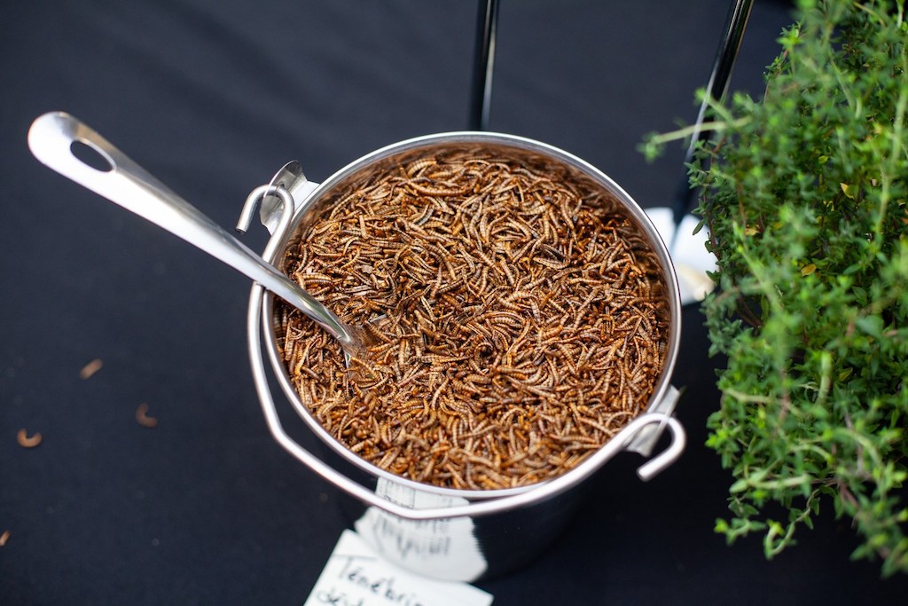 Edible insects, insect farming and big bug dreams