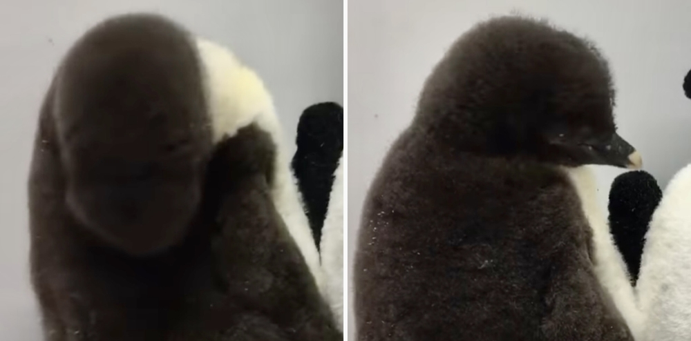 baby penguin Biodôme video