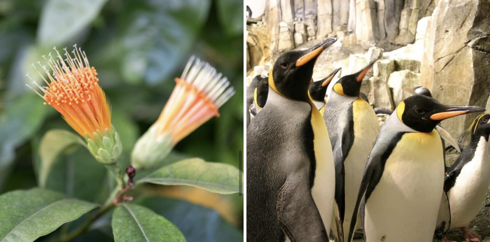 Montrealers can now get 25% off entry to the Botanical Gardens, Biodôme, Biosphere & more