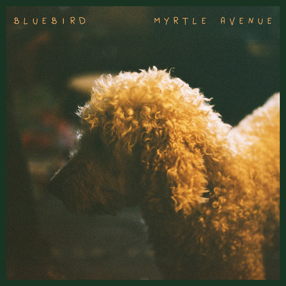 Bluebird Myrtle Avenue review baby horse records