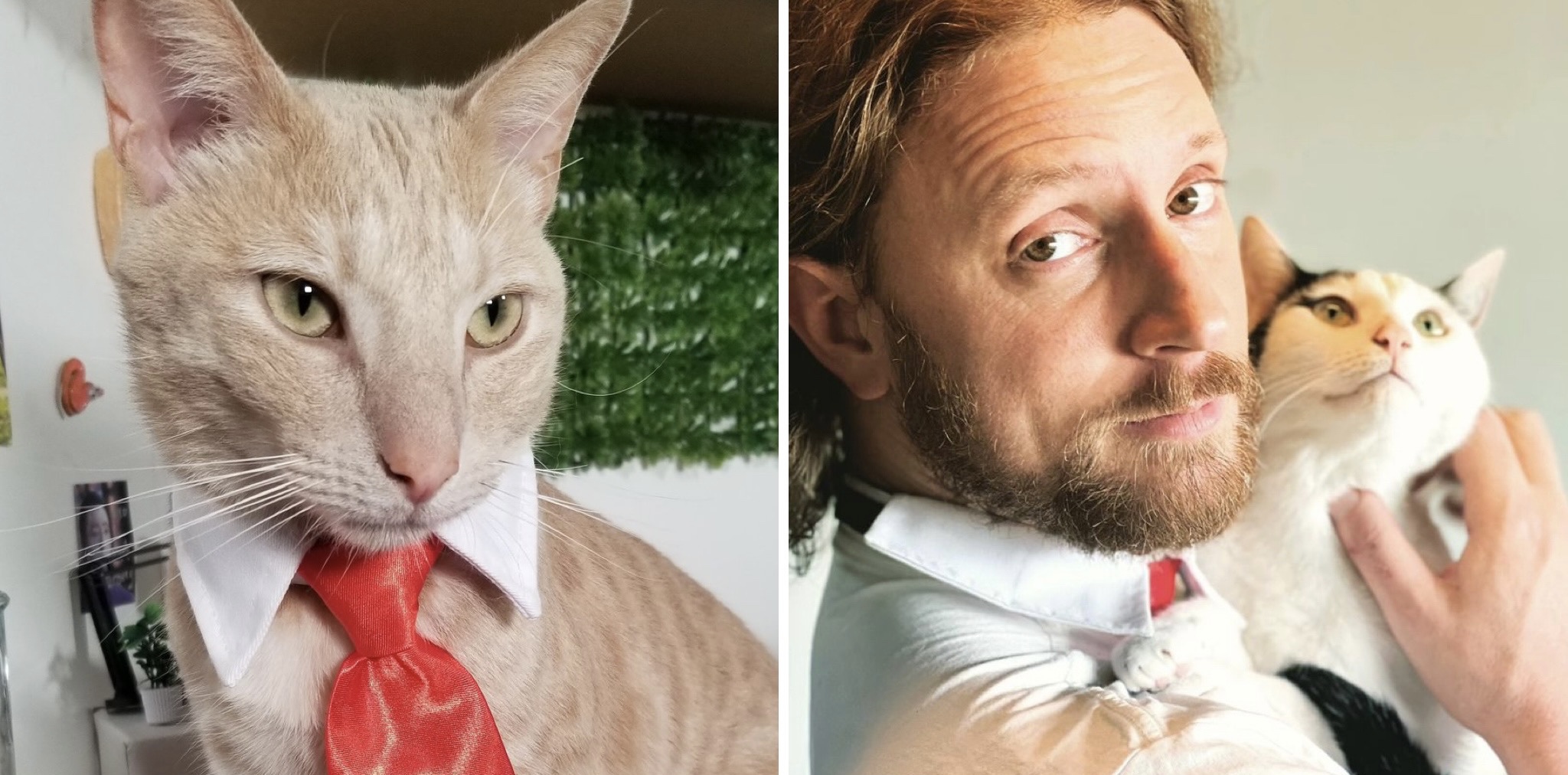We spoke with Drennon Davis and his famous Business Cats