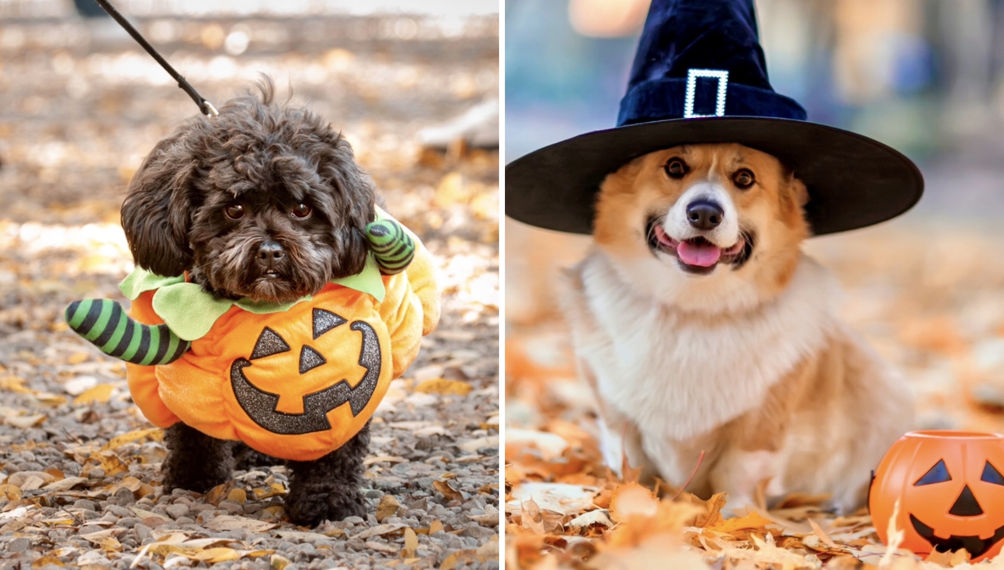 halloween dog parade montreal