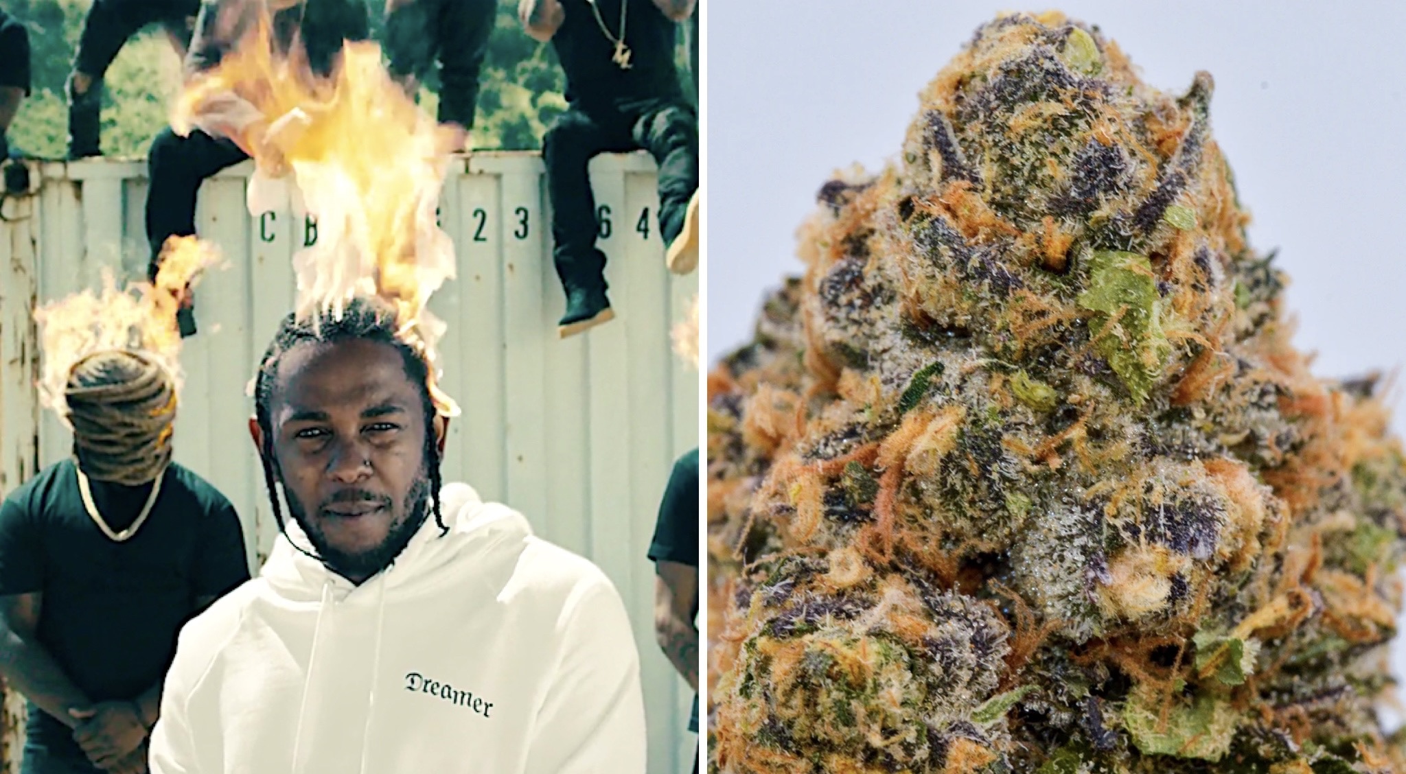 This cannabis strain got Kendrick stuck in my head in my head for hours