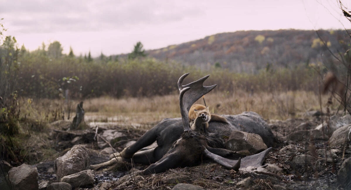 Festin boréal is a macabre but thrilling take on the nature documentary