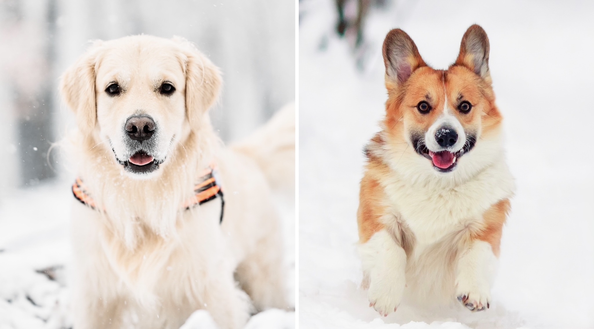 Montreal dog parade, winter edition, happening on Feb. 9