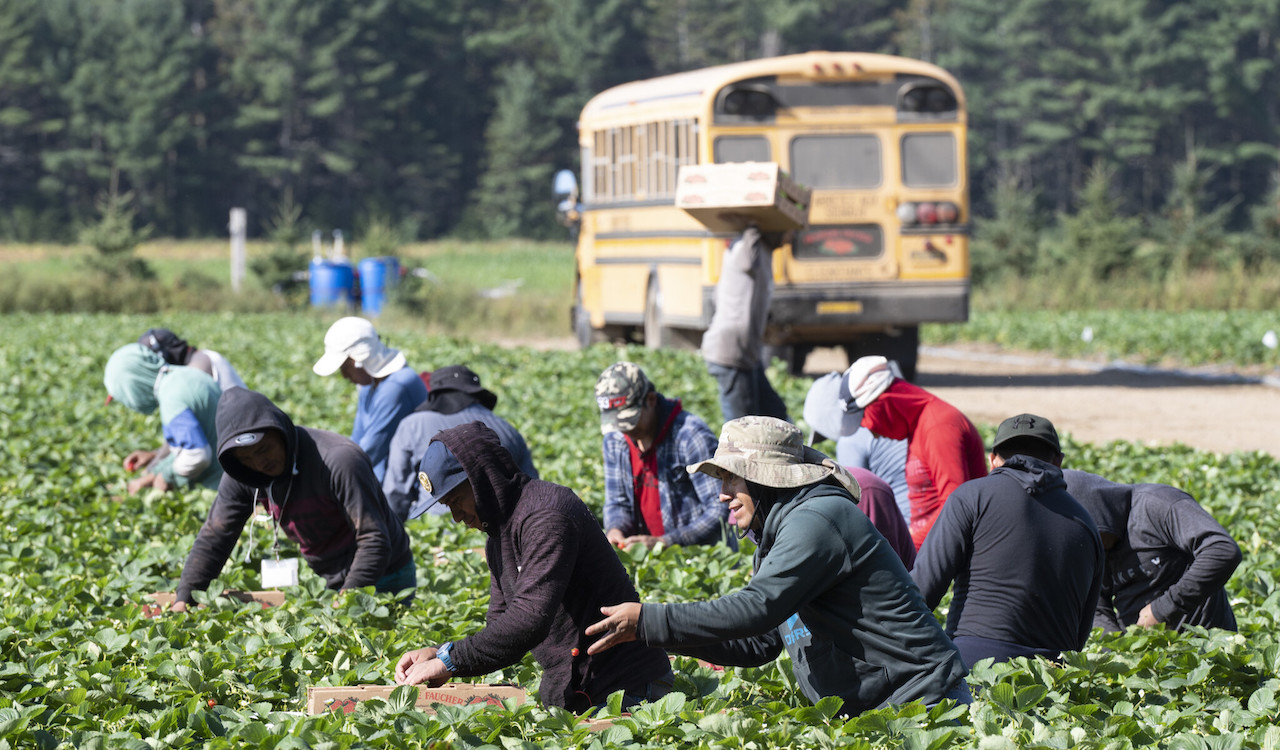 ‘Buy local’ trend highlights Canada’s reliance on temporary foreign workers